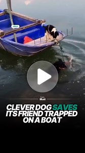 Dog helps rescue companion trapped on boat