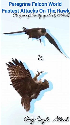 Peregrine Falcon World Fastest Attack On The Hawk | Falcon Top Speed Is 389kmh #falcon #fyp