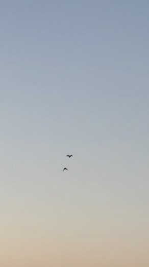 Put me back in a duck hole . . . #huntingtiktok #foryoupage #waterfowl #ducksunlimited #wildlifeconservation #duckhunting