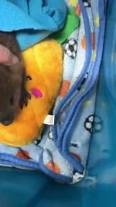New arrival; First beaver orphan of 2020. | Wild Heart Ranch