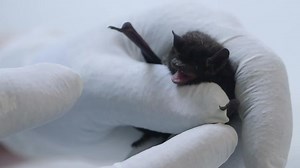 Scientists On Case Of Deadly Bat Disease Discover New Clues