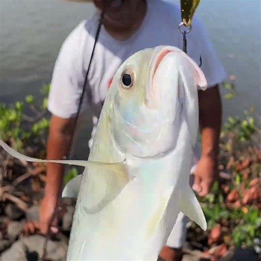 Shore Jigging Jack Trevally on Gold Kastmasters! #shorts