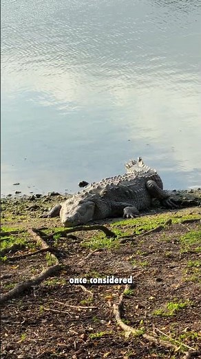 Wild American Crocodiles Spotted at Highland Oaks Park in North Miami, Florida!