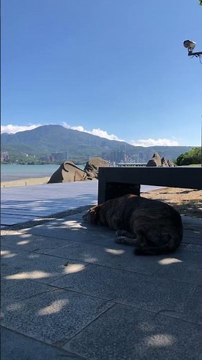 MY FRIEND TAIWANESE DOG #cute #doggielife #puppy #animallife #cuteanimal #travel #dog #love #shorts