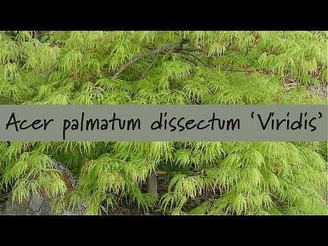 Acer palmatum dissectum 'Viridis' at Prides Corner Farms