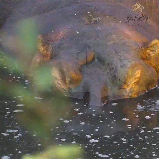 48K views · 876 reactions | Closeup of a big hippo snoozing at Kwa Maritane #safari #kwamaritane #hippopotamus #wildlife #wildanimals #animals | Africam | Facebook