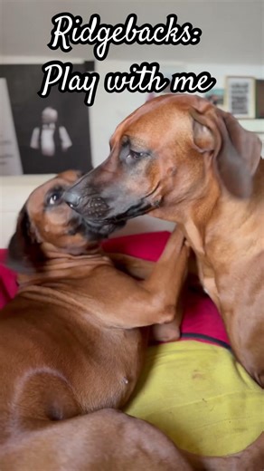 Ridgebacks : Play with me
