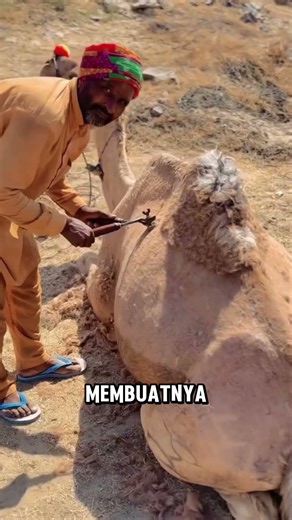 The Unique Art of Camel Hair Cutting in India