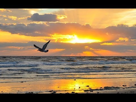 Como Gaviota Cantos de Misa