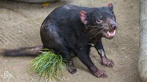 This Tasmanian devil just got a pacemaker to keep his heart healthy! | The Dodo