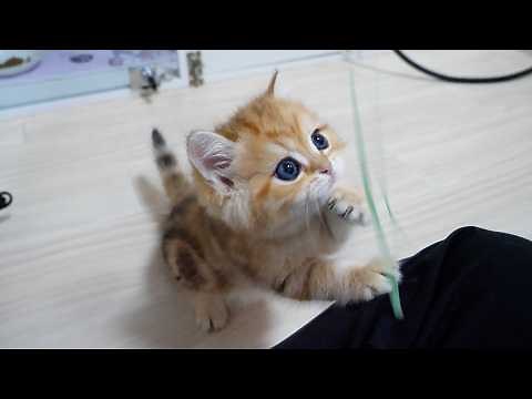 Cute kitten that starts playing so energetically, you’d never guess it just woke up…