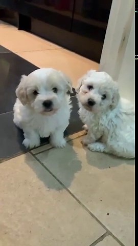 Maltese bishon - £700