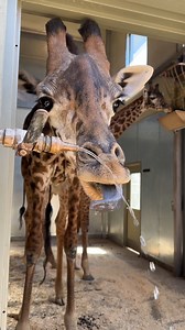 The Masai giraffe gets most of the daily moisture it needs through the plants that make up its diet. 🌿🦒 Sometimes it’s fun to take a sip from the zookeepers’ hose too though! 📸: Keeper Ariel Alt-text: Theo the Masai giraffe taking a drink from his keeper’s water hose. He ducks his head into the threshold of a giraffe barn door and laps up water from the arching stream. | Santa Barbara Zoo