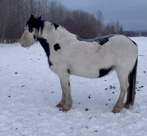 ”New Sale Addition” 2024 Get in the Game Production Sale, Online Feb 3, 1 pm. TT Bar Ranch - Ike Peters Bred mare, 14 yr old paint mare, former proven SB horse is exposed to #050 Smoked Up who is Lot # 3 in the sale. She produces big, stout paint colts yearly. Ike is downsizing a few mares so he is offering 3 good mares on this sale. Catalog Link https://canadianmadebuckinghorses.com/catalog/ Bidder Registration - https://canadianmadebuckinghorses.com/registration/ | Canadian Made Bucking Horses