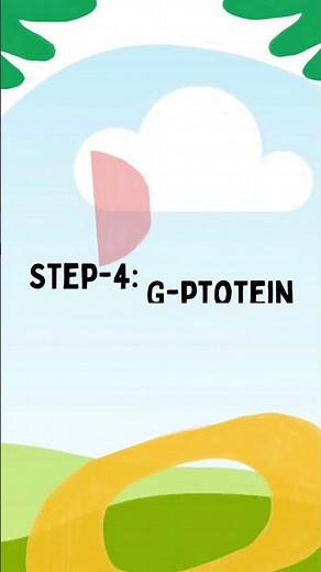 Steps of the G-Protein Coupled Receptor Cascade Signaling Pathway