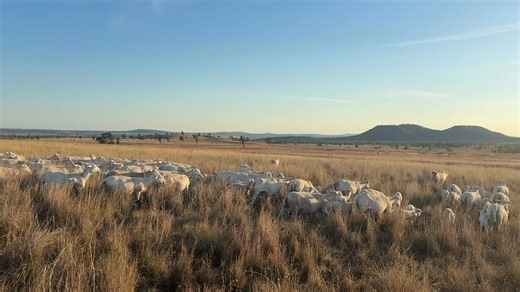 Moving AMARULA ewes and lambs, before the heat turns up today. 😎 This is the second lambing for the year for these amazing ewes. Lambing interval-6.5 to 7.5 months. | Lorroi Kirkby
