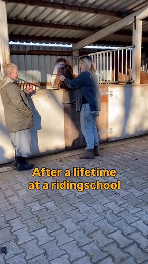 Rashja her expression yells humans to stay away or else…‼️ Her days at the sanctuary are mostly outside with the other horses. But when humans want to come close or touch her she changes into the embodiment of a red warning light. The first times I went to the sanctuary to work with the horses, I received her answer and respected it. But now something seemed to have changed inside her. And while she had her ears back and tension on her face, I felt a deeper voice. She was Hartong to much. So I s