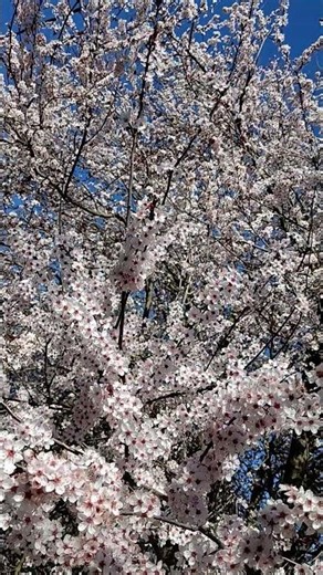 Printemps ! Flores de primavera! #europe #nature #foryou #flowers #orquideas#spring