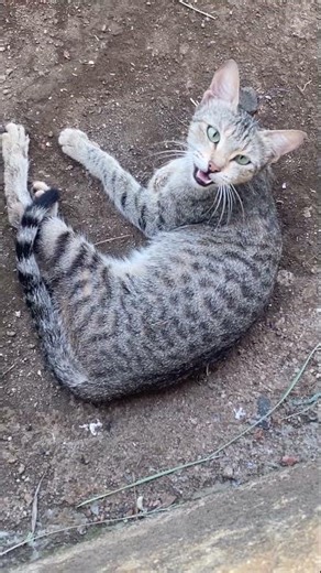 Tabby Cat relaxing on ground 🐈‍⬛ #animal #shorts