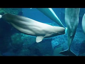 Beluga Whale | Full Animal Talk | Georgia Aquarium