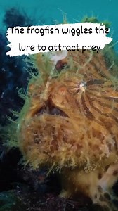 20K views · 255 reactions | Frogfish utilize a specialized lure, an appendage on their head called the esca, to attract prey. This lure, attached to a modified dorsal fin spine (illicium), mimics small prey items like worms or small fish, enticing unsuspecting fish to approach. Once the prey gets close, the frogfish rapidly opens its mouth, creating suction to swallow the prey whole. | Fishing World Tv | Facebook