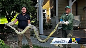 10-foot, 80-pound python caught in Pikesville man's backyard