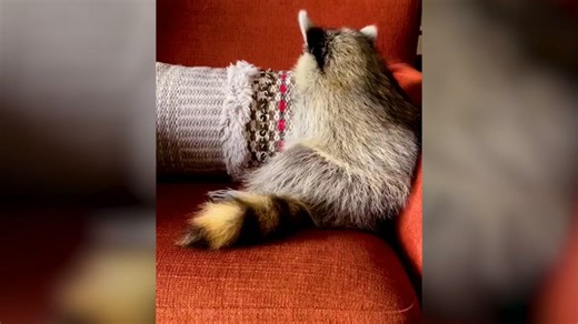Great Dane finds a tiny raccoon – and becomes her big brother