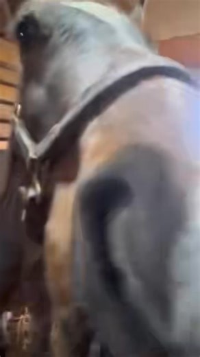 Stewie looking pretty good | Stewie