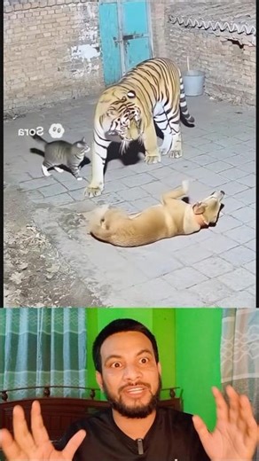 The cat chased away the tiger -#shorts #facts #duet