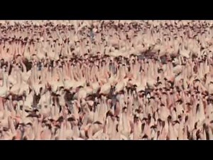 The Crimson Wing Featurette - Life of the Flamingo