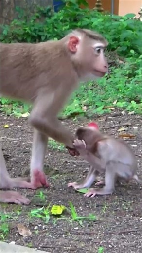 Life of Monkeys: Love and discipline