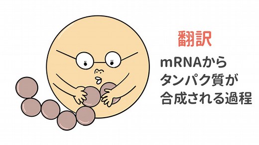 タンパク質合成（転写と翻訳）