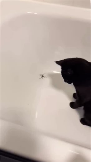 If your Irish cat, Derry, isn’t doing the trick then you might want to try SPIDER HIDER™ spray instead! 💦🕷️ Orig: emmamcginn155 /TTK CREEPER DEFEATER® The Ultimate Buzzkill™ 📦Premium natural pest control- delivered to your doorstep. 🐾EFFECTIVE & SAFE [kid dog cat honeybee] 💸10% of profits dedicated to defeating human creepers online ———Shop here👇——— www.CreeperDefeater.com *link in bio* . . . . . . #backyard #home #garden #newhouse #spring #summer #yard #patio #chemicalfree #petsafe #Spide