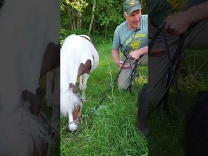 TINKERBELL'S PREGNANCY UPDATE!