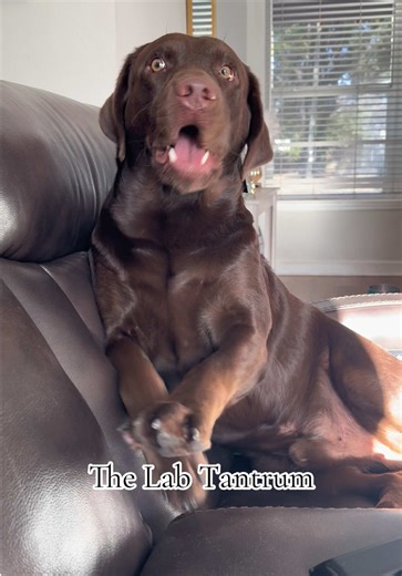 Milo's Morning Meltdown: A Funny Labrador Moment