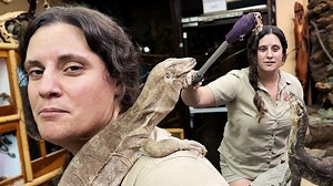 Smartest lizards on the planet🤩