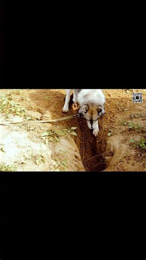 Digging Busy! Cute Kittens and Puppies, sweet dogs and cats #cat #goldenretreivers #cuteanimals