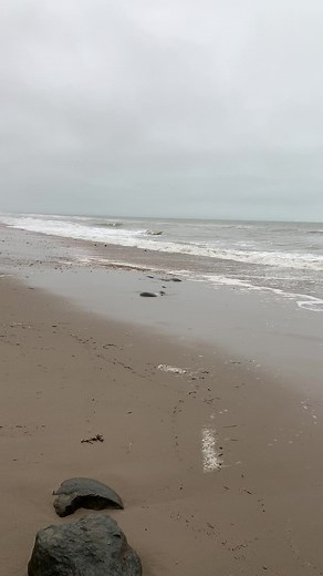 38 million year old shark tooth extracted from the clay #fossils#fossilhunting#palaeontology#shark