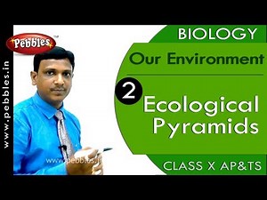 Ecological Pyramids: Our Environment | Biology | Science | Class 10