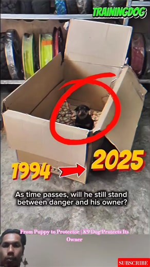 From Puppy to Protector | K9 Dog Protects Its Owner 🐕‍🦺 #doglife #cutedog #dogmom #germanshepherd