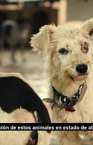 NR Films on Instagram: "Pro Animal es una Organización que se dedica al rescate, alimentación, reinserción y adopción de animalitos en estado de donde se les proporciona asistencia necesaria. para donaciones al (0971) 359 062 @pro_animalconcepcion @oscarcabralguens . . . #animals #cats #dogs #animalovers"