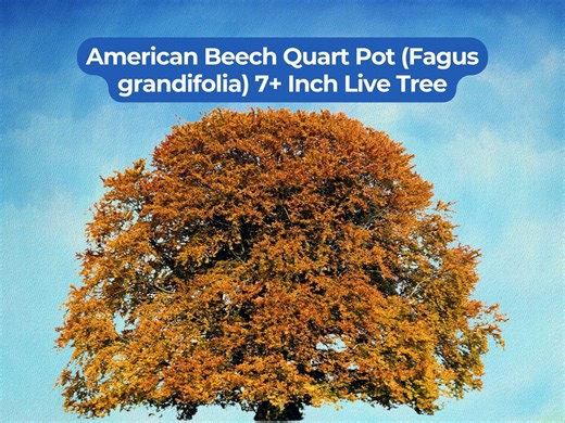 1 American Beech Quart Pot (fagus Grandifolia) 7  Inch Live Tree - Etsy
