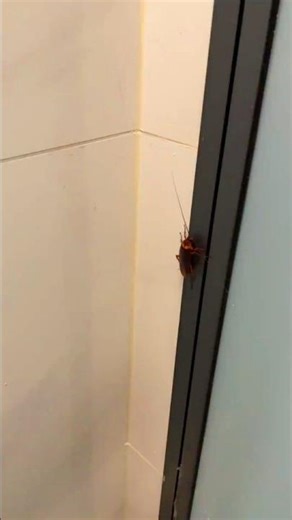 "Can You Run Faster Than a Cockroach? 🪳⚡"#facts #shortsfeed #shorts