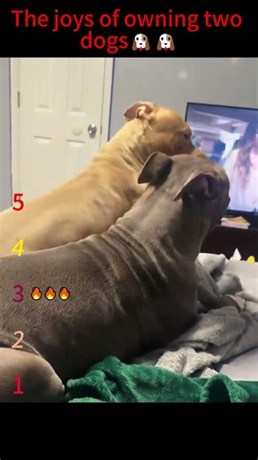 The joys of owning two dogs🐶🐶#dog #funny