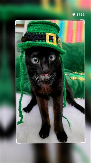 A few of Elvis's best hats #cat #cerebellarhypoplasia #elviswestley #style