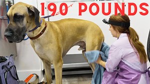 Close quarters with a growling Great Dane | Girl With The Dogs