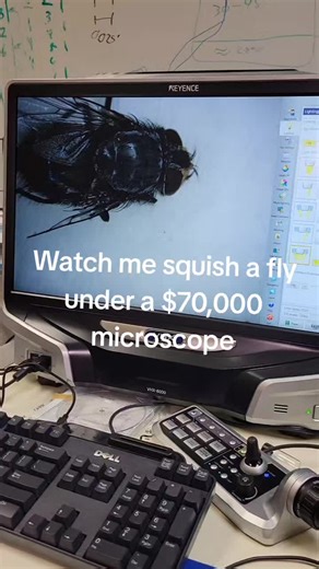 Squishing a fly under a $70,000 microscope 🪰 #fy #foryou #fyp #fypシ #fypシ゚viral #trend #viral #stem #science #biology
