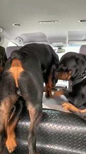 19K views · 845 reactions | Shout out to the Sailors on the USS Independence CV-62, #dog #rottweilersofinstagram #rottweiler #dogs #Christmas | Ramboretro | Facebook