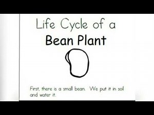 Life cycle of a bean plant read-aloud