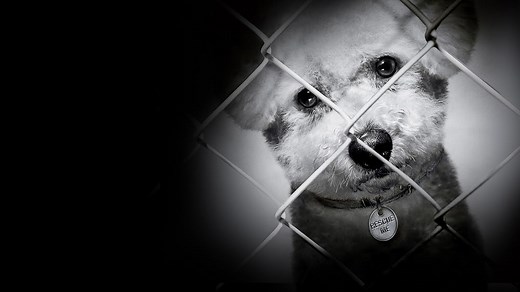 One Nation Under Dog: Stories of Fear, Loss & Betrayal